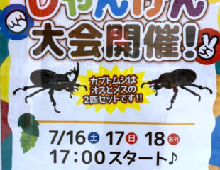 日本のカブトムシが当たる❗️じゃんけん大会開催中❗️